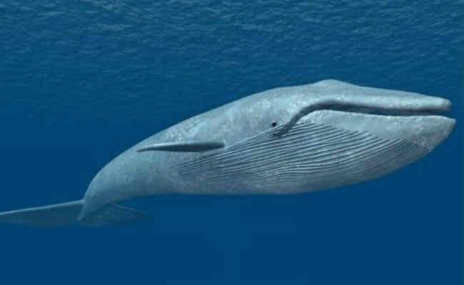 केंद्र सरकार ने ''ब्लू व्हेल'' गेम को लेकर सोशल मीडिया फर्मों के खिलाफ कार्रवाई की चेतावनी दी