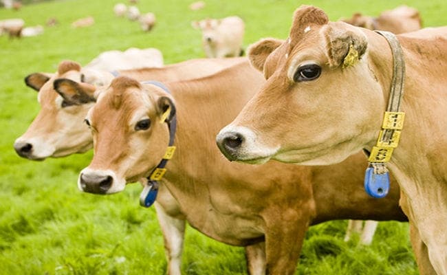 छत्तीसगढ़ : एक सप्ताह में 173 गायों की मौत के आरोपों के बीच 9 अधिकारी निलंबित