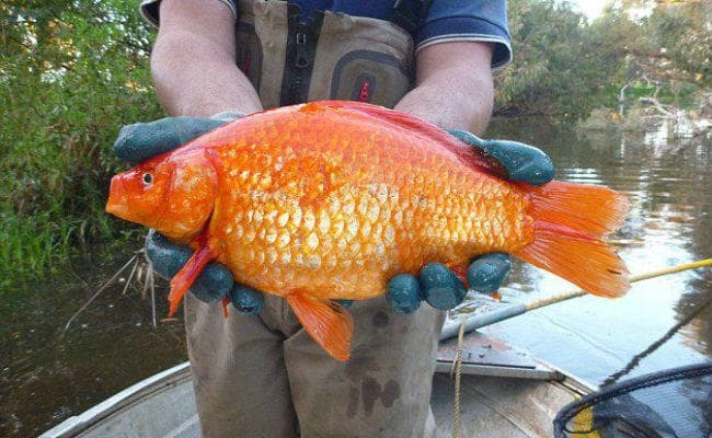 अल्कोहल की मदद से जिंदा रहती है यह मछलियां