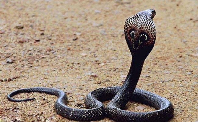 वैशाली : तीज का रखा व्रत, सांप ने उजाड़ा सुहाग