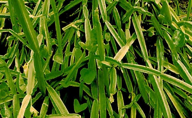 हड़जोड़ से गठिया में मिलता है आराम