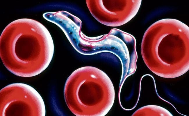 प्रोटोजोआ भी है दस्त का कारण....जानें बचाव के उपाय