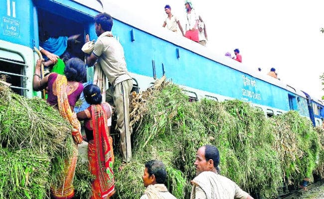 मवेशियों को जिंदा रखने के लिए जान जोखिम में डाल रहे बाढ़ पीड़ित