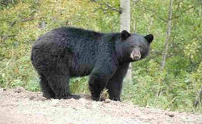 OMG! बहन की जान बचाने के लिए तीन-तीन भालू से अकेले भिड़ गया बुधवा