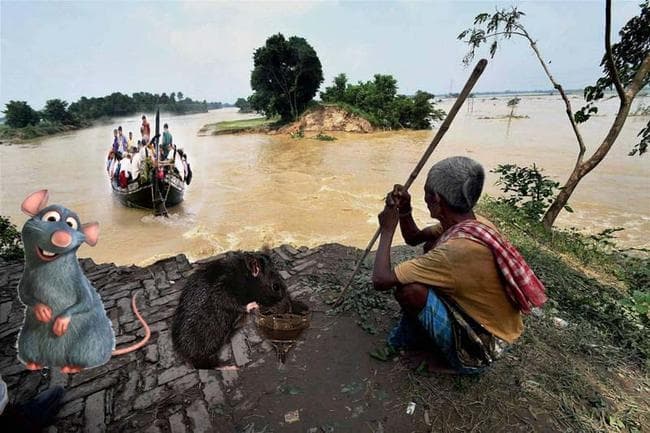बिहार : करोड़ों की शराब पीने के बाद अब बिहार में बाढ़ की तबाही के लिए भी चूहे जिम्मेदार