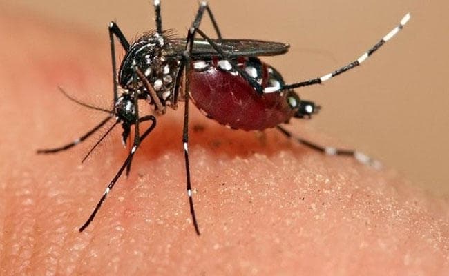 सिलीगुड़ी में डेंगू का डंक ले रहा महामारी का रूप