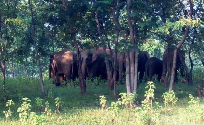 रामगढ़ के कुजू में हाथियों ने कुचल कर एक को मार डाला