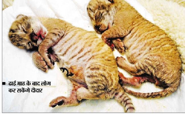 टाटा में तीन बाघ, ढाई माह के बाद लोग कर सकेंगे दीदार
