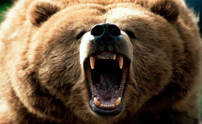 छत्तीसगढ़ में भालुओं के हमले में चार ग्रामीणों की मौत