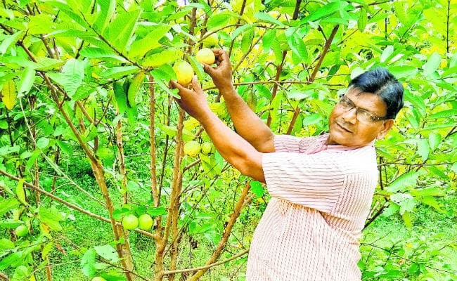 अमरूद के फल में आम का स्वाद, कृषि वैज्ञानिक भी अचंभित