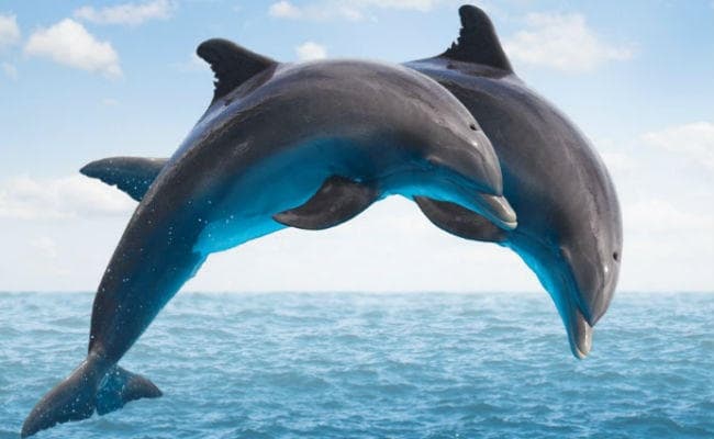 डॉल्फिन अभ्यारण्य: झारखंड में इको टूरिज्म को मिलेगा बढ़ावा, गंगा विहार के साथ टूरिस्ट देख सकेंगे डॉल्फिन