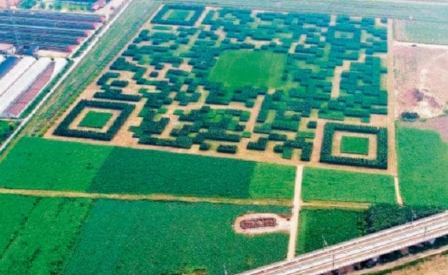 ...जब चीन में लाखों पेड़ों से बनाया गया क्यू-आर कोड, किया गया वी-चैट ऑफिशियल अकाउंट से लिंक