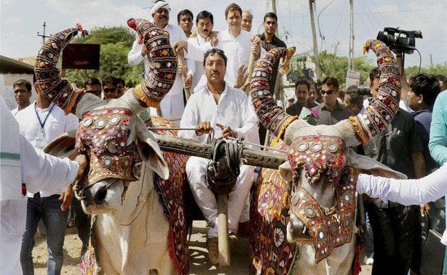 राहुल ने नोटबंदी, जीएसटी व गुजरात मॉडल पर मोदी को घेरा, रोड शो में की बैलगाड़ी की सवारी