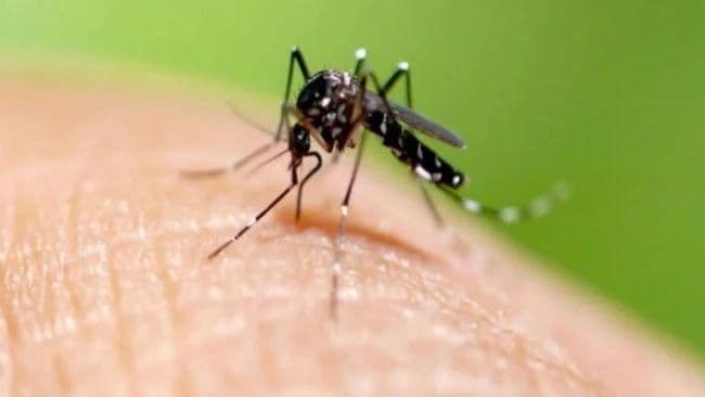 पटना के नये इलाकों में भी बढ़ने लगा डेंगू का प्रकोप, जानें कौन से इलाके आये चपेट में