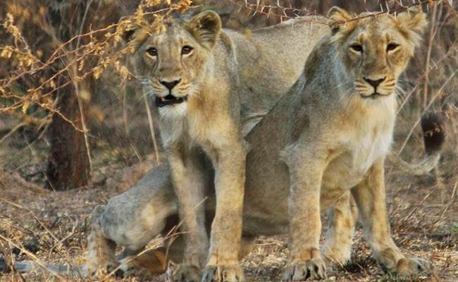 14 शेरों की मौत के बाद 26 शेरों को बचाव केंद्र ले जाया गया