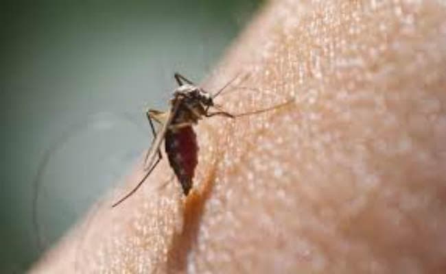कोलकाता में फैल रहा है खतरनाक डेंगू डेन टू वायरस