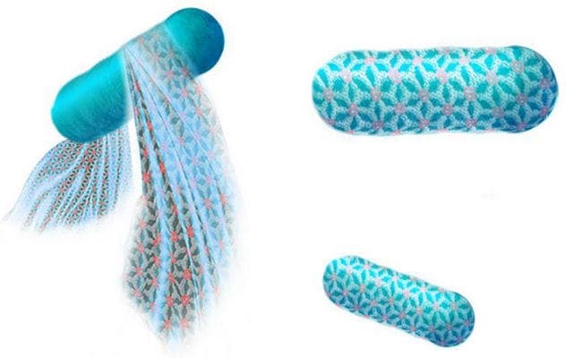 अंतरिक्ष में रहने के लिए बने रोगाणुओं का बचाव कर सकते हैं स्पेससूट्स