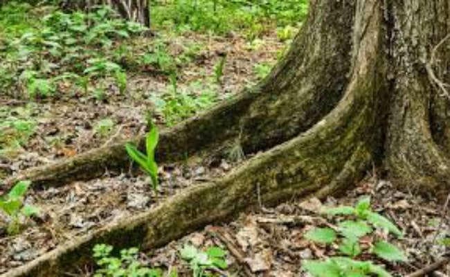 6000 पेड़ काटना जरूरी, अनुमति को भेजा प्रस्ताव