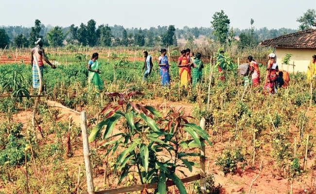 बदल रही है परहिया समुदाय की जिंदगी