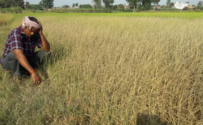 बड़कागांव : पानी के अभाव में हजारों एकड़ में लगे धान की फसल हो रही पीली