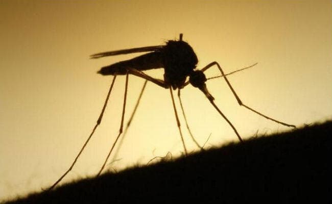 USA: नाॅर्थ कैरोलिना में Florence तूफान के बाद अब मॉन्सटर मच्छरों का कहर...