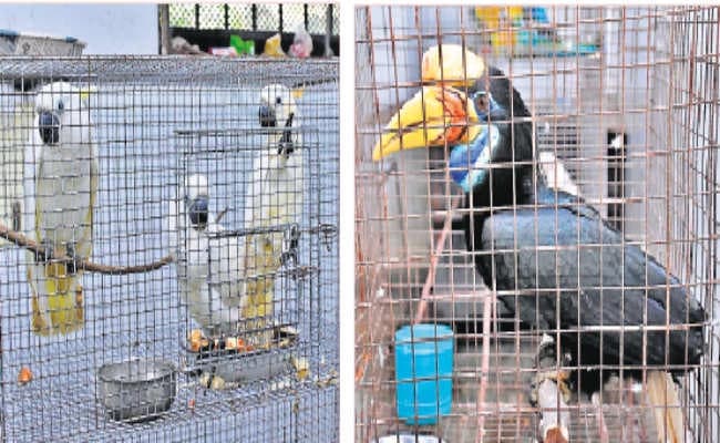 बैंकॉक से कोलकाता लाये जा रहे प्रतिबंधित विदेशी पक्षी जब्त, तस्कर गिरोह का सदस्य गिरफ्तार