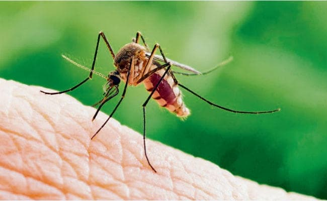 कोरोना के बाद अब केरल में जीका वायरस ने दी दस्तक!, जानिए क्या हैं इसके लक्षण