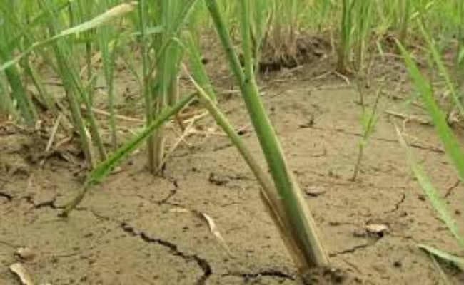 175 प्रखंडों में सूखे के हालात भयावह