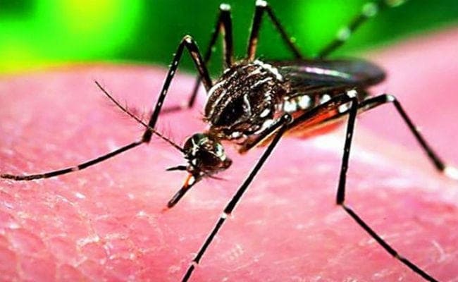 राजस्थान में जीका वायरस से प्रभावित मरीजों की संख्या 51 हुई