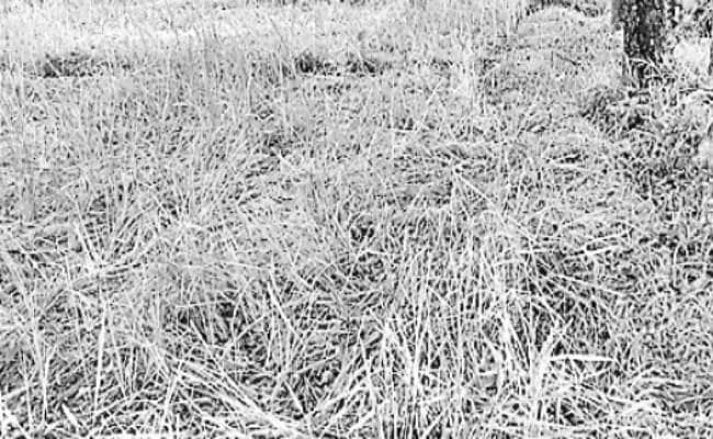 नागराकाटा : हाथियों ने बर्बाद की 50 बीघा फसल