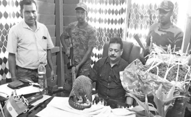 जलपाईगुड़ी : पैंगोलिन व 34 किलो गांजा बरामद