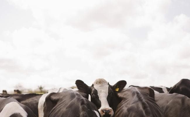 गौशाला में बना ऑपरेशन थियेटर, गायों की आंखों का हुआ ऑपरेशन