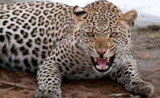 बेटी के लिए तेंदुए से भिड़ गया एक पिता, बेटी की बचार्इ जान