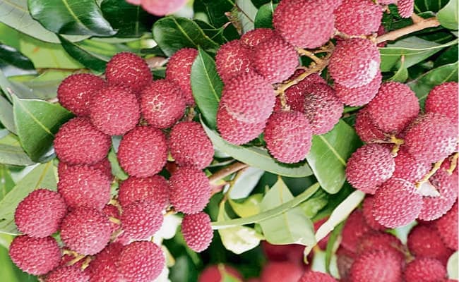 मुजफ्फरपुर : शाही लीची पर लग गया जीआई टैग, मिली राष्ट्रीय पहचान