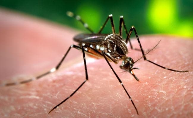 Zika Virus: केरल के बाद महाराष्ट्र में जीका वायरस का कहर! पुणे के 75 गांवों में खतरा, स्वास्थ्य विभाग अलर्ट