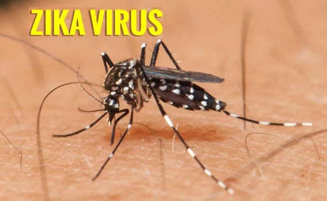एडिस मच्छर फैलाते हैं जीका वायरस, ऐसे बचें इस वायरस से