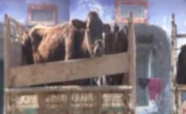 बांग्लादेशी पशु तस्कर मारा गया