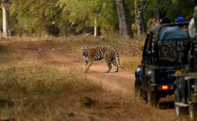 जंगल सफारी के लिए पर्यटकों की भारी भीड़, टिकट मिलने में हो रही है परेशानी