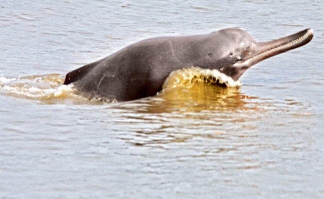 पटना : गंगा के पाटीपुल अप स्ट्रीम में डॉल्फिन्स की बढ़ गयी हलचल, पर्यावरण की बेहतरी का है ‘इंडीकेटर’