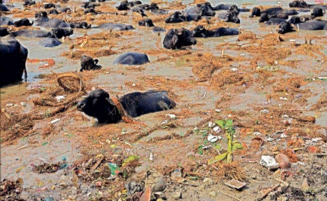 जीवनदायिनी के जीवन पर टनों कचरे का भार