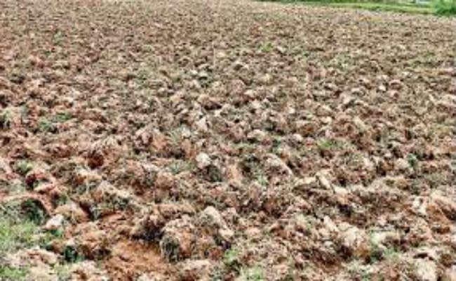 सूखते खेत से किसान हताश