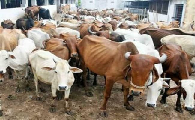 हाल-ए-भागलपुर गोशाला : गोशाला विकास पदाधिकारी ने दी थी जमीन की रिपोर्ट