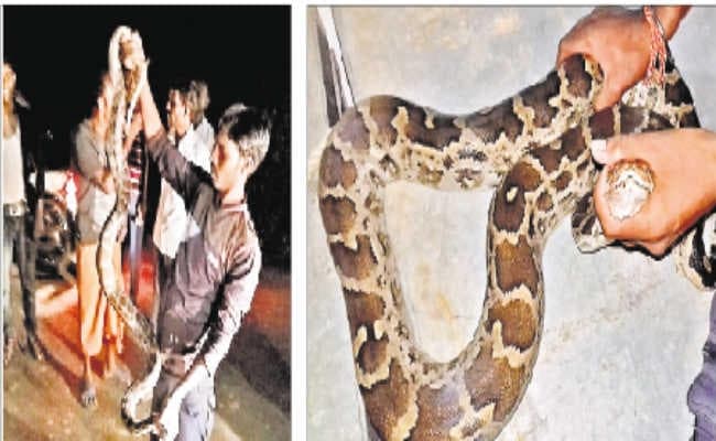 लुप्तप्राय अजगर के लिए मोहनपुर बना महफूज, एक वर्ष में निकले पांच अजगर