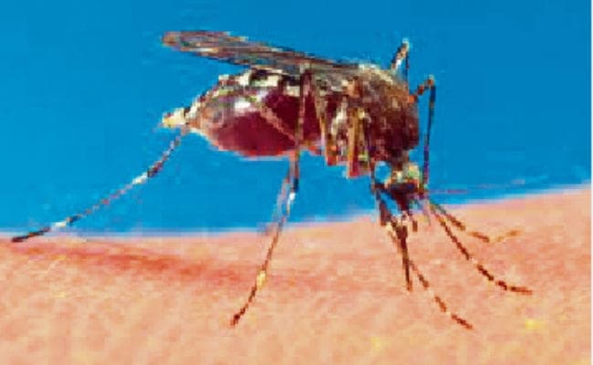 लंदन की प्रयोगशाला में विकसित किये गये 10000 मच्छर, लोगों को अब मलेरिया से बचायेंगे ये जीएम मच्छर