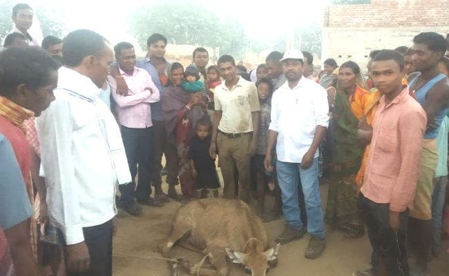 जंगलों की कटाई से गांवों में घुस रहे वन्य प्राणी, ग्रामीणों ने पकड़ा नीलगाय का बच्चा