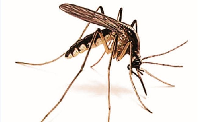 गोपालगंज : डेंगू ने मारा गोपालगंज के एडीएम व डीटीओ को डंक