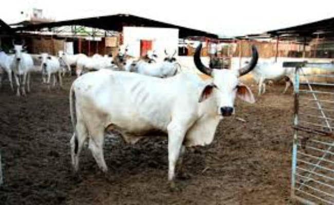 गोशाला की जमीन से कब्जा हटाने को दायर होगा रिट, हर गाय का बनेगा मेडिकल बुक, चारे के लिए जगदीशपुर में होगी व्यवस्था