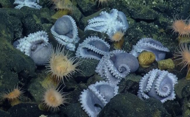California : वैज्ञानिकों को अचानक मिले 1,000 ऑक्टोपस और उनके अंडे
