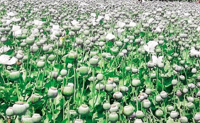 झारखंड : अफीम तस्करों का सरगना पिंटू दांगी हजारीबाग से गिरफ्तार, दो लाख नगद व अफीम के सैंपल बरामद