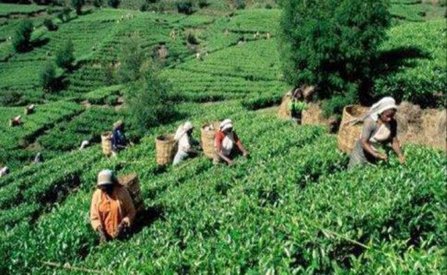 कोलकाता : 15 दिसंबर से चाय पत्तियों की तुड़ाई नहीं : टी बोर्ड